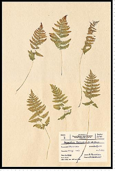 Thelypteris palustris Schott