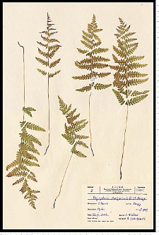 Thelypteris palustris Schott