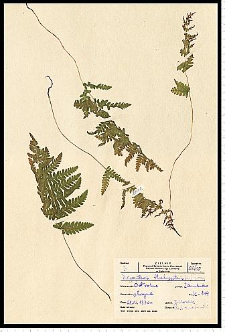 Thelypteris palustris Schott