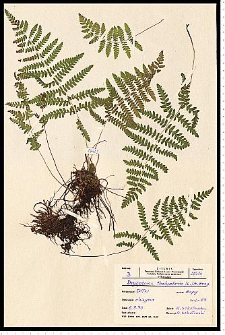 Thelypteris palustris Schott