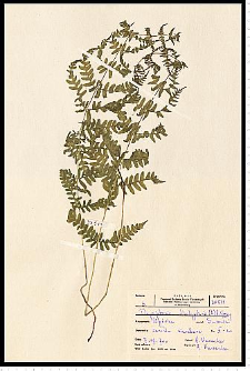 Thelypteris palustris Schott