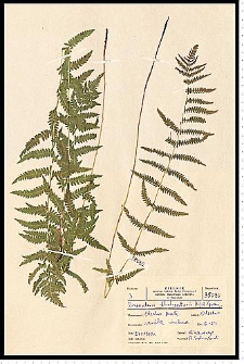 Thelypteris palustris Schott