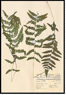 Thelypteris palustris Schott