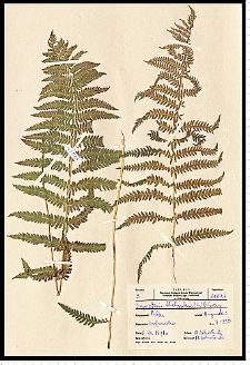 Thelypteris palustris Schott