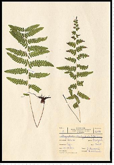 Thelypteris palustris Schott