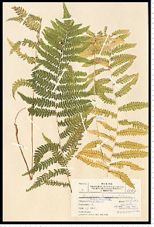 Thelypteris palustris Schott