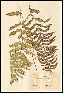 Thelypteris palustris Schott