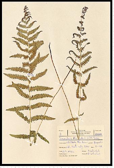 Thelypteris palustris Schott