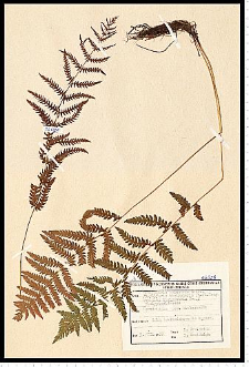 Thelypteris palustris Schott