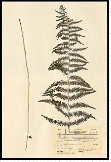 Thelypteris palustris Schott