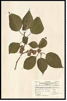 Broussonetia papyrifera (L.) L'Hér. ex Vent.