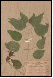 Urtica dioica L.