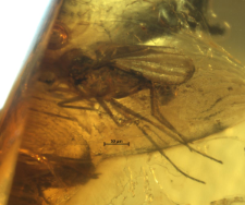 Dolichopodidae