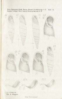Prace Zoologiczne Polskiego Państwowego Muzeum Przyrodniczego. Tablica X