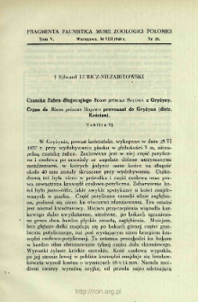 Czaszka Żubra długorogiego Bison priscus Bojanus z Gryżyny = Crâne de Bison priscus Bojanus provenant de Gryżyna (distr. Kościan)