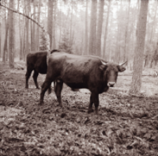 [Fotografie żubroni w Jeziorach Wielkich PGR Łęczno]