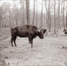 [Fotografie żubroni w Jeziorach Wielkich PGR Łęczno]