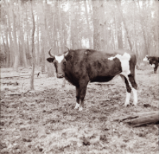 [Fotografie żubroni w Jeziorach Wielkich PGR Łęczno]