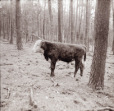 [Fotografie żubroni w Jeziorach Wielkich PGR Łęczno]