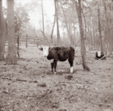 [Fotografie żubroni w Jeziorach Wielkich PGR Łęczno]