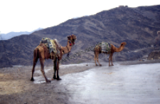 Harness of camel, Khyber Pass (Iconographic document)