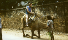 Dromedary camel, Rajasthan (Iconographic document)