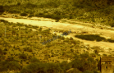 Stado kóz pasterzy rabari w wyschniętym korycie rzeki (Dokument ikonograficzny)