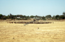 Feeding cows during the drought, Bhuj (Iconographic document)