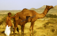 Shepherd with a camel (Iconographic document)