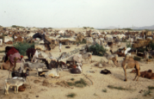 Animal market in Tilwara, Rajasthan (Iconographic document)