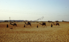 Camp of shepherds dheberiya rabari (Iconographic document)