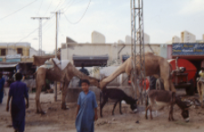 Islamkot on the Thar Desert, Pakistan (Iconographic document)