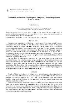 Taeniothrips zurstrasseni (Thysanoptera, Thripidae), a new thrips species found in Poland