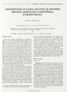 Descriptions of larva and pupa of Mycetina cruciata (Schaller) (Coleoptera, Endomychidae)