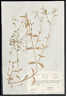 Cerastium macrocarpum Schur em. Gartner