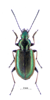 Agonum marginatum (Linnaeus, 1758)