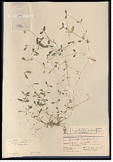 Cerastium holosteoides Fr. em. Hyl.