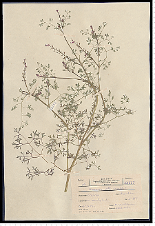 Fumaria officinalis L.