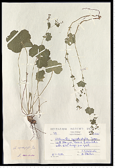 Alchemilla cymatophylla Juz.