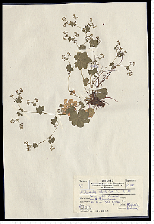 Alchemilla glabricaulis H. Lindb.