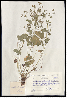 Alchemilla glabricaulis H. Lindb.