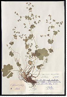 Alchemilla glabricaulis H. Lindb.