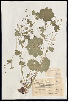 Alchemilla glabricaulis H. Lindb.