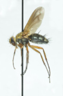 Dexiosoma caninum (Fabricius, 1781)