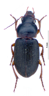 Harpalus griseus (Panzer, 1796e)