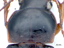 Harpalus griseus (Panzer, 1796e)