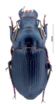 Harpalus hirtipes (Panzer, 1796e)