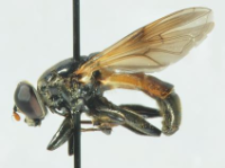 Myolepta dubia (Fabricius, 1805)