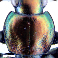 Agonum ericeti (Panzer, 1809b)