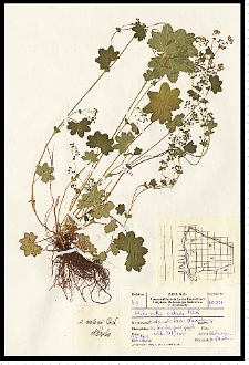 Alchemilla walasii Pawł.